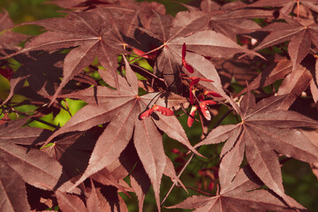 Close up of Japanese palmate maple with its distinctive red leaves