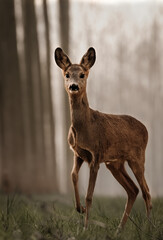 Corius roe deer in the woodland