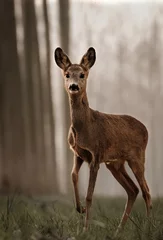 Gordijnen Corius roe deer in the woodland © Luca