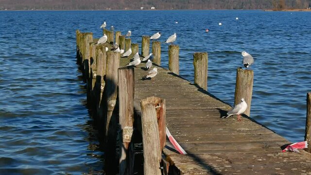 M&ouml;wen auf einem Steg am Ammersee, Bayern, Deutschland