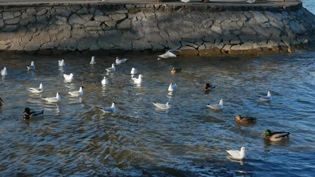 M&ouml;wen und Enten im See, Bayern, Deutschland