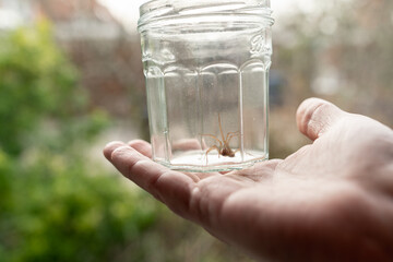 a Caught big dark common house spider in a glass jar held in a human hand in a residential home