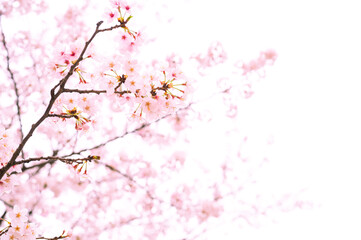 Obraz na płótnie Canvas 背景用テクスチャーの桜