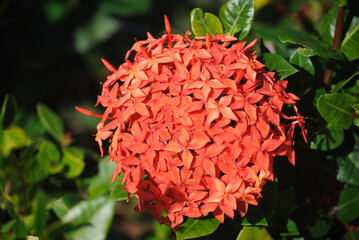 flower petals in full bloom