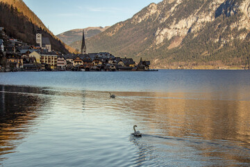 Hallstatt reflections at sunset...with swans