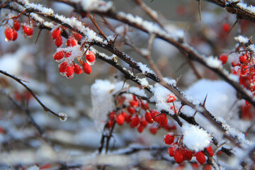 Red berries covered in snow