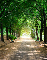 Road in the park with benches and old trees growing along an alley. Beautiful summer or autumn day in the park.