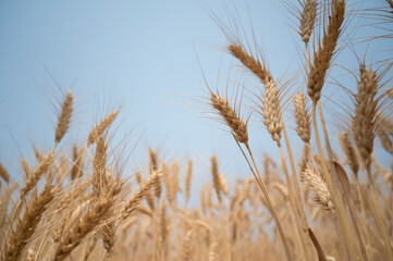 Barley paddy rice field with blue sky at the background.