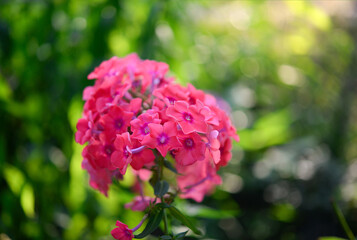 Obraz premium Garden phlox (Phlox paniculata), vivid summer flowers. Blooming branches of purple phlox in the garden on a sunny day. Soft blurred selective focus.