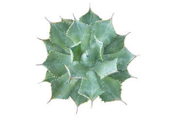 Top View of Butterfly Drunkard Agave Plant Isolated on White Bac