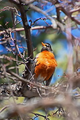 robin on branch