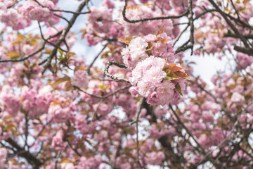 Flowers of a ornamental cherry tree in spring (Prunus serrulata)