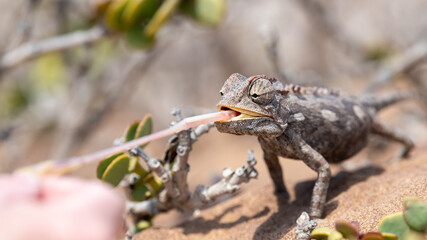 An attentive, hungry chameleon in the Namib Desert near Swakopmund, Namibia, Africa.