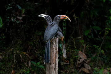A small gray hornbill with a casque-less pale bill, a black undertail with white tips, and a pale eyebrow. Sexes are alike, except that the females have black on the base of the bill.  © nabarun