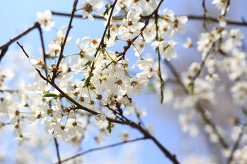 Flowering cherry against a blue sky. Cherry blossoms. Spring background.