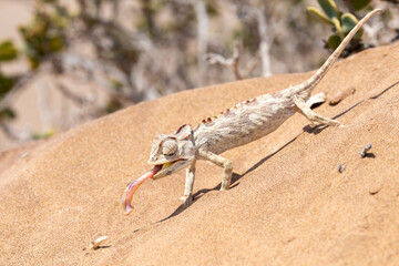 An attentive, hungry chameleon in the Namib Desert near Swakopmund, Namibia, Africa.