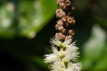 Melaleuca cajuputi flower and seeds, commonly known as cajuput, in shallow focus
