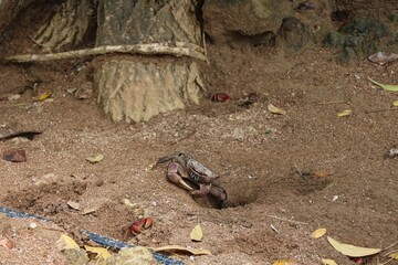 Scene from Seychelles