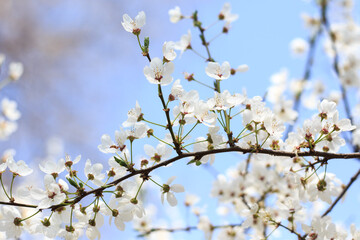Flowering cherry against a blue sky. Cherry blossoms. Spring background.