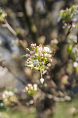 blooming tree in spring