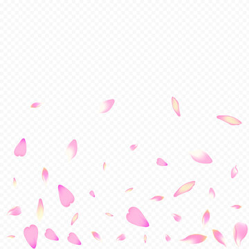 Color Peach Vector Transparent Background. Tree Wedding Illustration. Rosa Free Backdrop. Blossom Fresh Congratulation. Red Leaf Invitation Card.