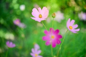 Cosmos flowers beautiful in the garden. Close-up. Postcard. Space for your text.
