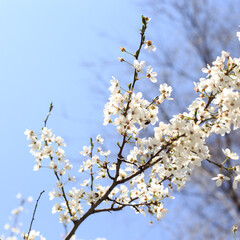 Flowering cherry against a blue sky. Cherry blossoms. Spring background.