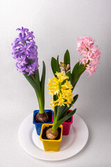 bunch of hyacinths on a gray background