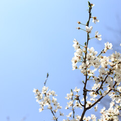 Flowering cherry against a blue sky. Cherry blossoms. Spring background.
