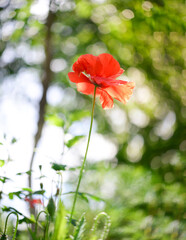 Red poppy flower on the meadow, symbol of Remembrance Day or Poppy Day. Growing raw materials for confectionery.
