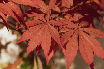 A Close up of acer palmatum bonsai