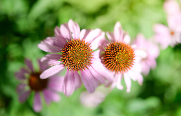 Blooming purple coneflower. Echinacea purpurea , eastern purple coneflower or hedgehog coneflower