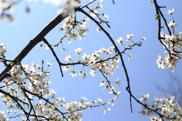 Flowering cherry against a blue sky. Cherry blossoms. Spring background.