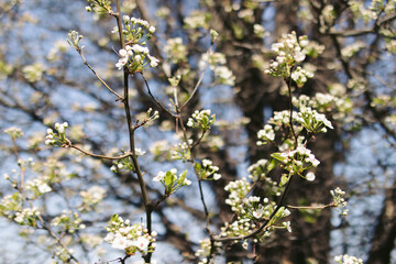 blossoming tree