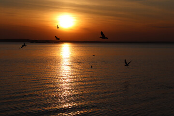 sunset on the water, lake, seagulls flying