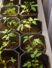 Seedling sprouts of young tomatoes in pots. Gardening concept.