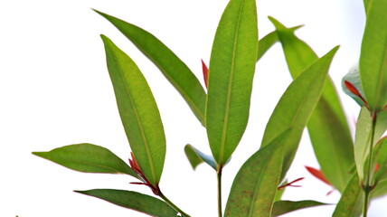 Obraz premium green leaf with blurred background, with white isolation, suitable for background