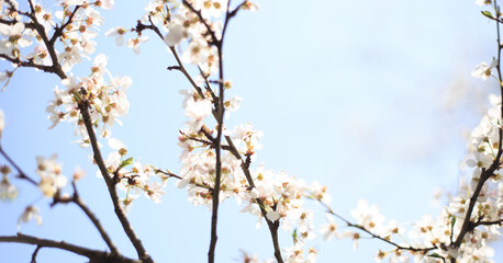 Flowering cherry against a blue sky. Cherry blossoms. Spring background.