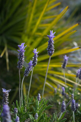 Lavandula dentata. Beautiful lavender background.