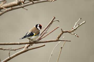 Naklejka premium Stieglitz Carduelis carduelis auf einem Zweig