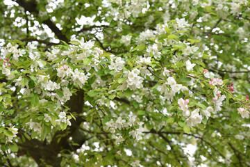 Pommier en fleurs au printemps