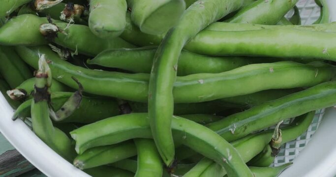 Close up of a basket of freshly picked broad beans