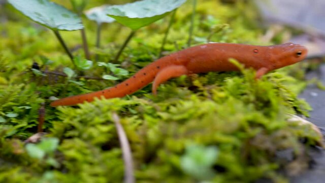 Extreme closeup of salamander or red spotted eft newt raising its head crawling over moss.