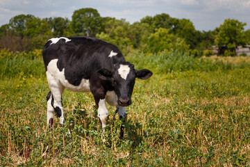 Black and white calf grazing in field, livestock feed, summer countryside life concept.