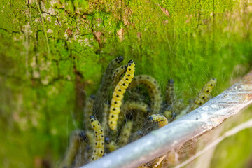 viele Gespinstmotten in ihrem Netz