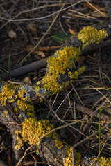 Common lichen on tree branch, forest background. Flora, ecosystem, environment concept.