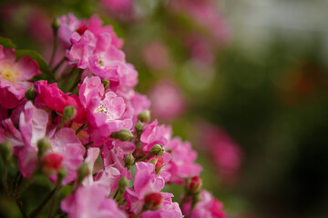 Fototapeta na wymiar Beautiful pink rose hip or dog rose flowers on green spring bush. Copy space