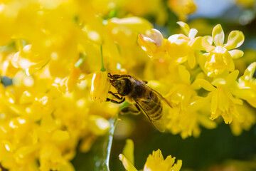 eine Honigbiene sammelt an einer Blume (Mahonie) Honig