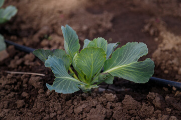 Soft focused close up shot of young cabbage leaves. Agriculture, fresh seasonal farm harvest, healthy organic vegetarian food.