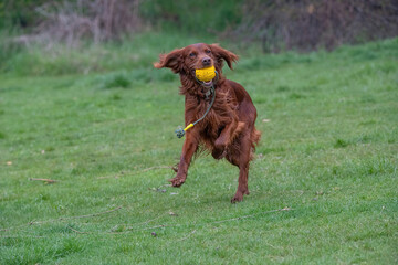 Hunting dog Irish setter running on the grass